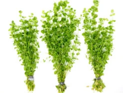 Giant Baby Tears (Micranthemum Umbrosum)