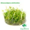 Glosso (Glossostigma Elatinoides) Tissue Culture
