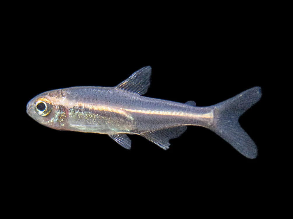 Glowlight Tetra (Hemigrammus Erythrozonus), Tank-Bred - Image 3