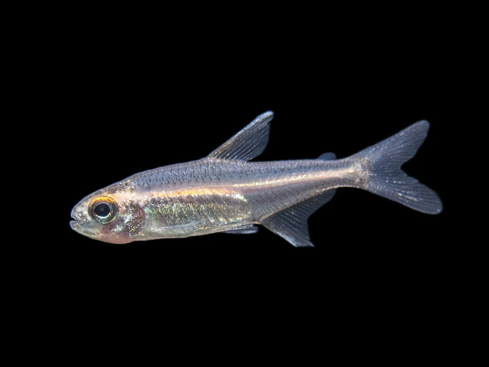 Glowlight Tetra (Hemigrammus Erythrozonus), Tank-Bred - Image 4