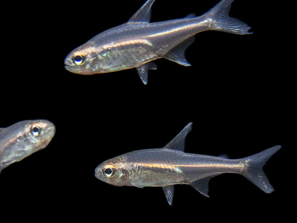 Glowlight Tetra (Hemigrammus Erythrozonus), Tank-Bred - Image 5