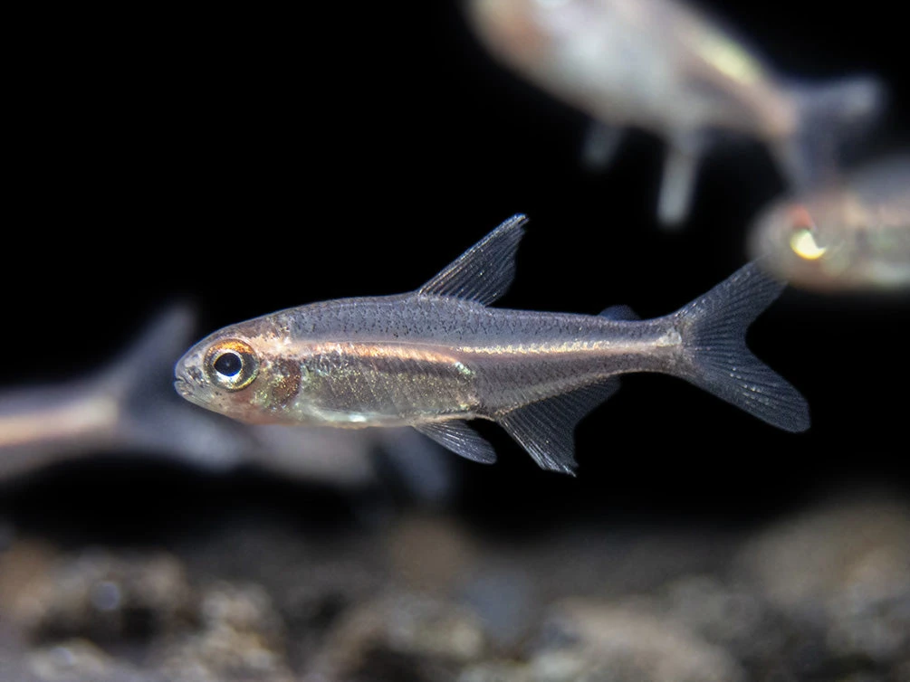 Glowlight Tetra (Hemigrammus Erythrozonus), Tank-Bred - Image 6
