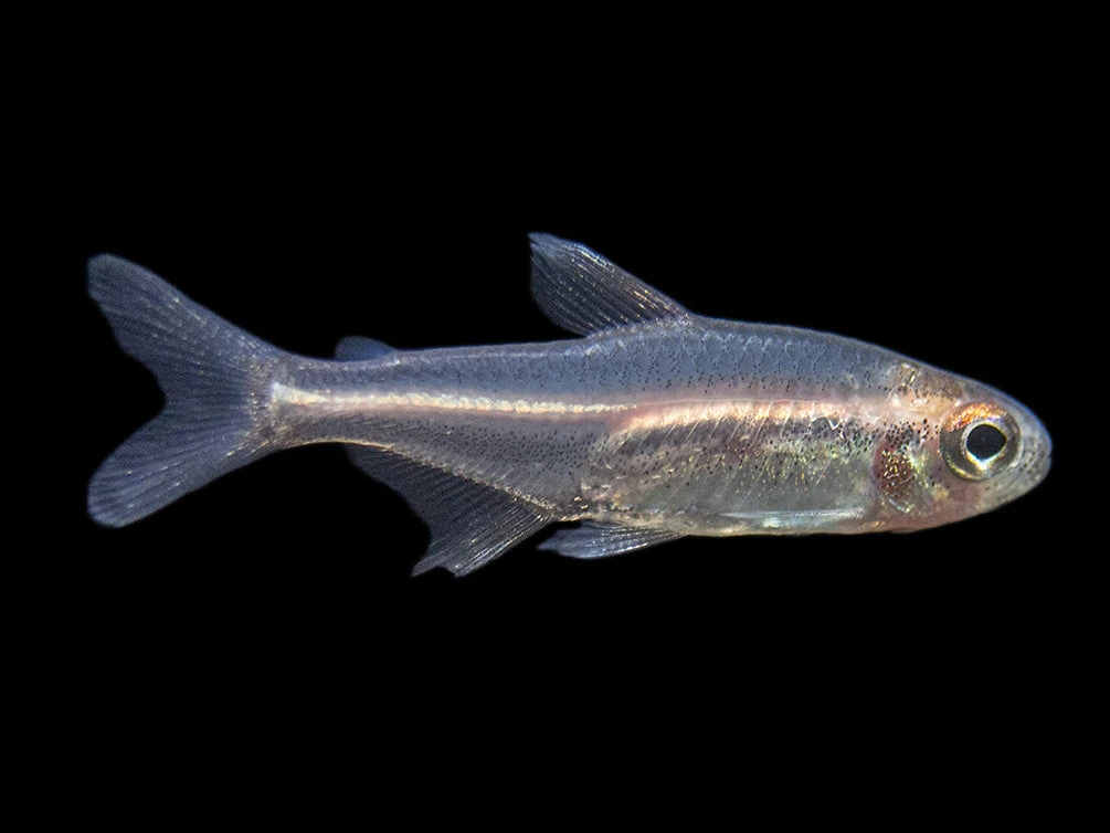 Glowlight Tetra (Hemigrammus Erythrozonus), Tank-Bred - Image 7