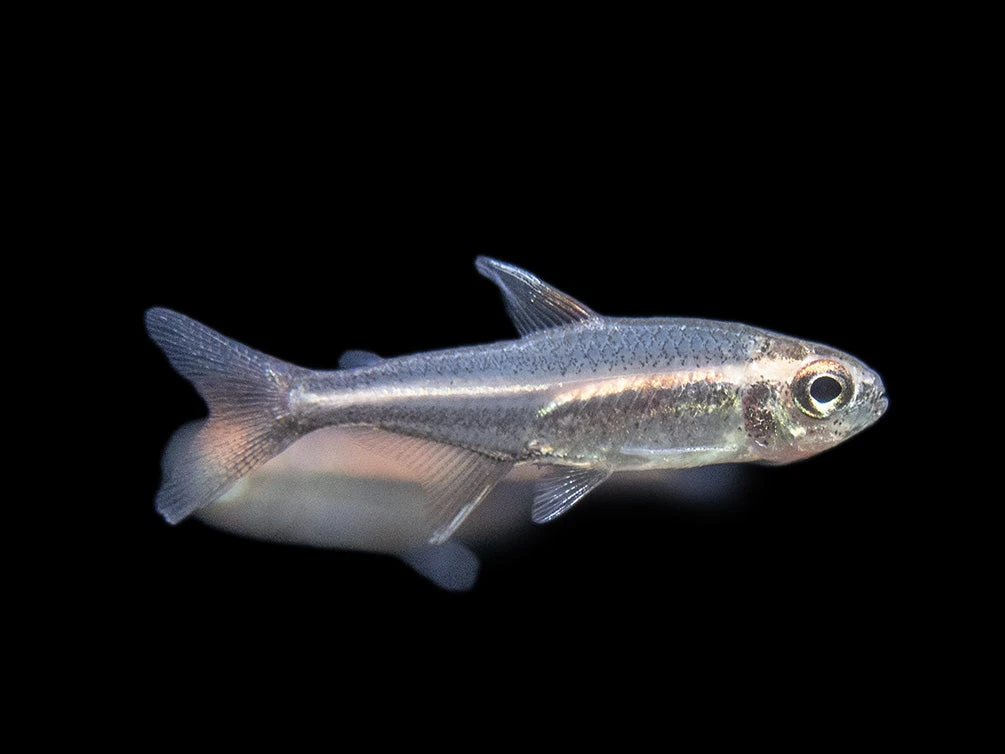 Glowlight Tetra (Hemigrammus Erythrozonus), Tank-Bred - Image 9