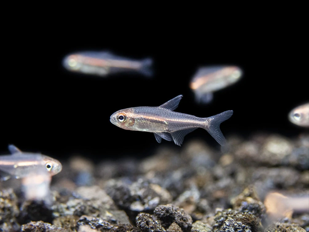 Glowlight Tetra (Hemigrammus Erythrozonus), Tank-Bred - Image 2
