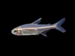 Glowlight Tetra (Hemigrammus Erythrozonus), Tank-Bred