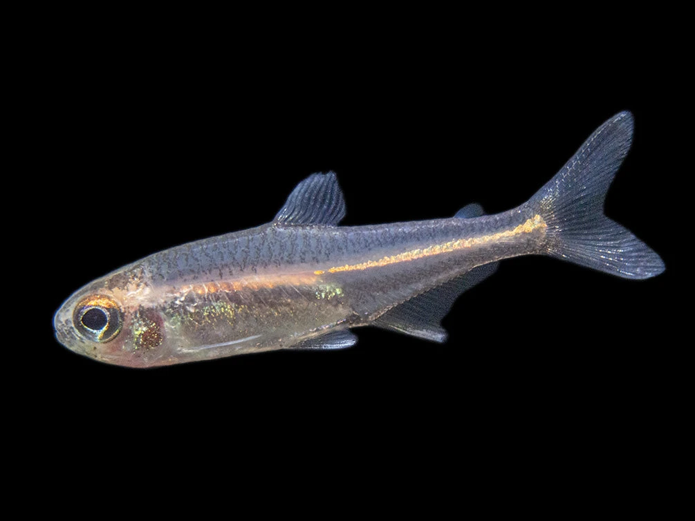 Glowlight Tetra (Hemigrammus Erythrozonus), Tank-Bred - Image 8