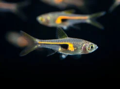 Glowlight Rasbora (Trigonostigma Hengeli)