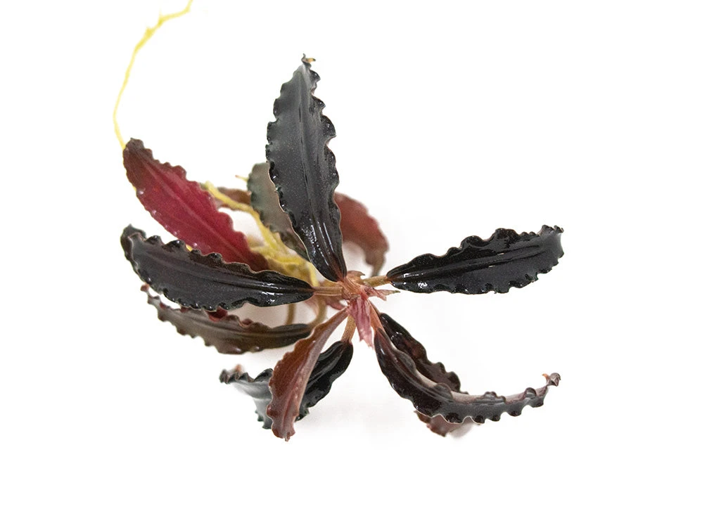 Godzilla Buce Plant (Bucephalandra Sp. "Godzilla")