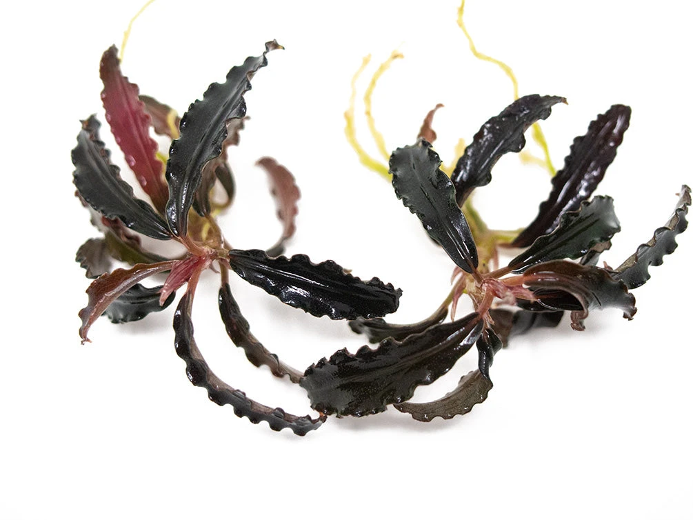 Godzilla Buce Plant (Bucephalandra Sp. "Godzilla") - Image 3