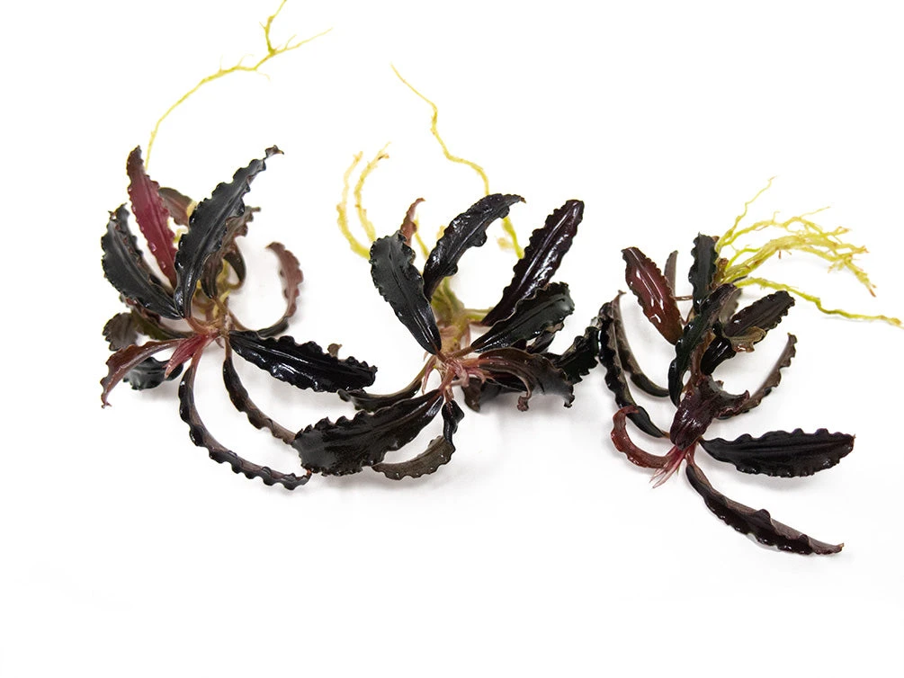 Godzilla Buce Plant (Bucephalandra Sp. "Godzilla") - Image 6