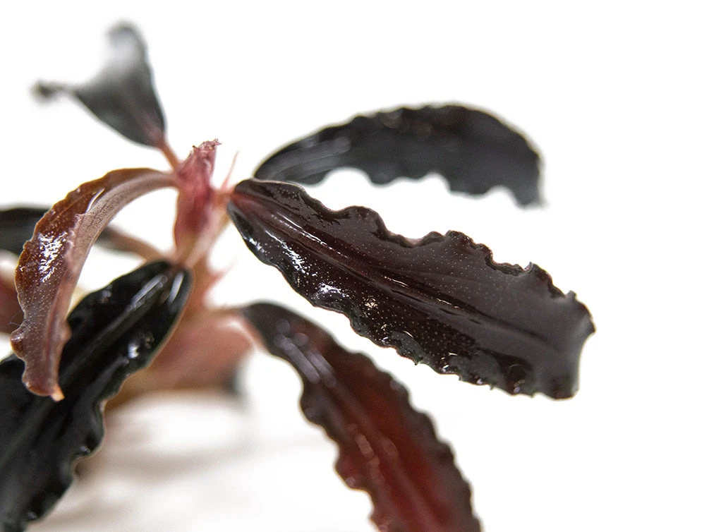 Godzilla Buce Plant (Bucephalandra Sp. "Godzilla") - Image 5