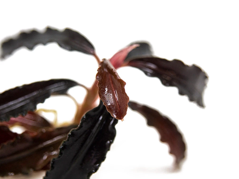 Godzilla Buce Plant (Bucephalandra Sp. "Godzilla") - Image 4