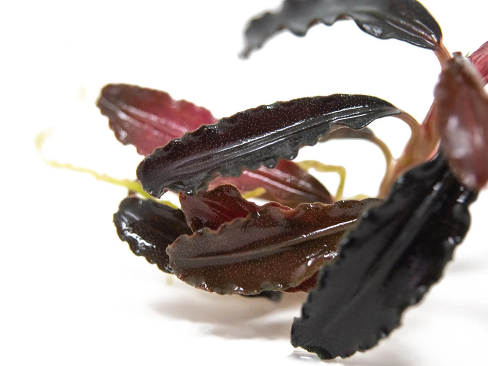 Godzilla Buce Plant (Bucephalandra Sp. "Godzilla") - Image 2