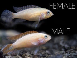 Gold Fire Red Agassizi's Dwarf Cichlid (Apistogramma Cf. Agassizii), Tank-Bred