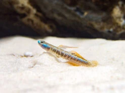 Gold Neon Dwarf Goby (Stiphodon Percnopterygionus)