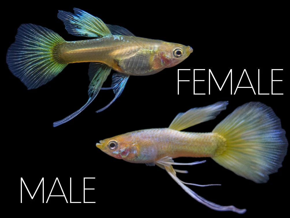 24K Gold Ribbon Guppy (Poecilia Reticulata), BREDBY: Aquatic Arts