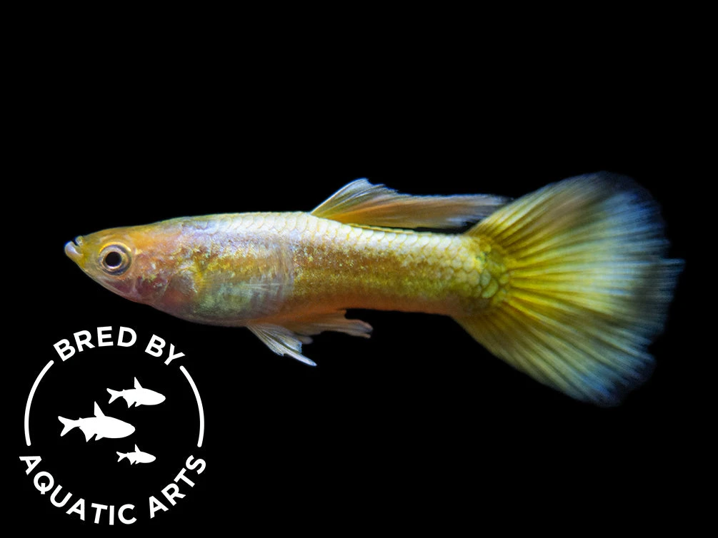 24K Gold Ribbon Guppy (Poecilia Reticulata), BREDBY: Aquatic Arts - Image 7
