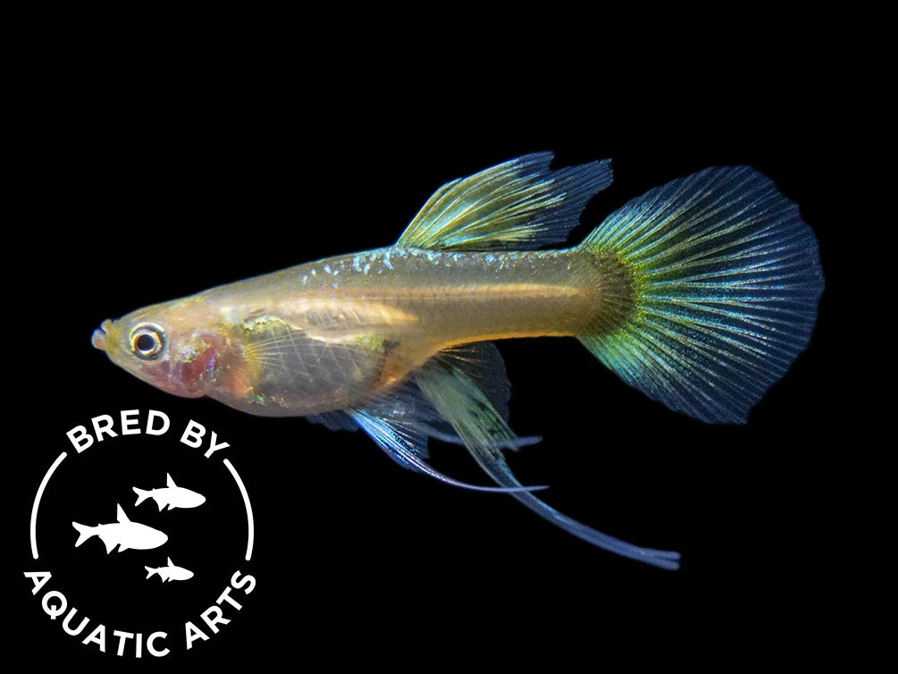 24K Gold Ribbon Guppy (Poecilia Reticulata), BREDBY: Aquatic Arts - Image 5