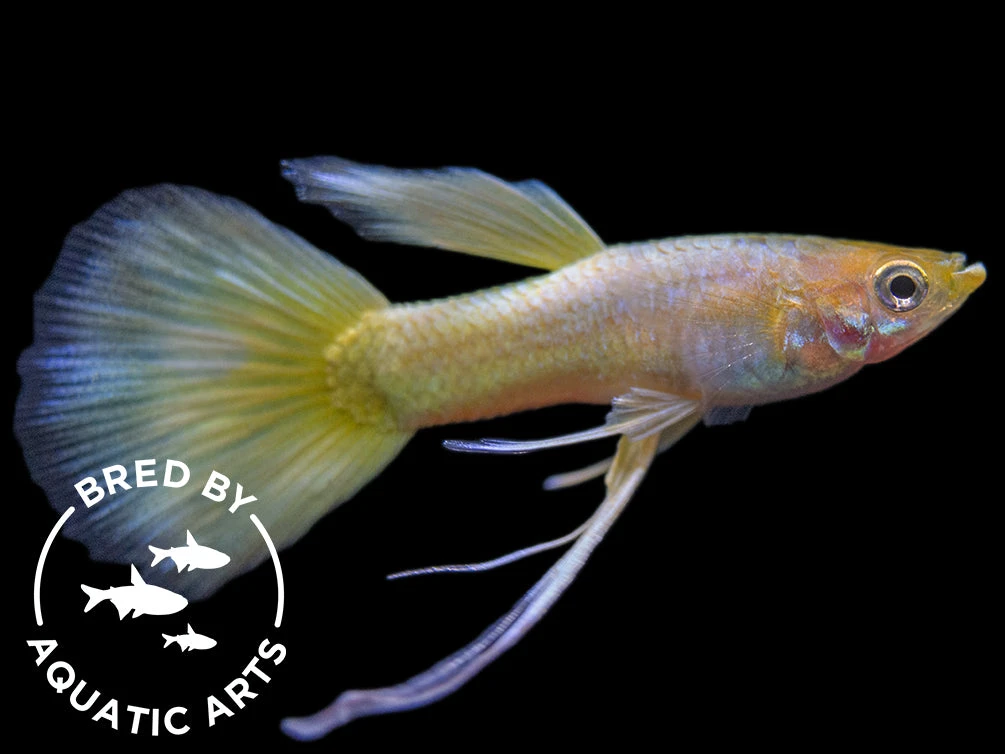 24K Gold Ribbon Guppy (Poecilia Reticulata), BREDBY: Aquatic Arts - Image 2