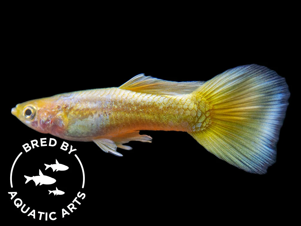 24K Gold Ribbon Guppy (Poecilia Reticulata), BREDBY: Aquatic Arts - Image 3