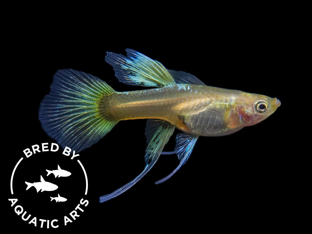 24K Gold Ribbon Guppy (Poecilia Reticulata), BREDBY: Aquatic Arts - Image 9