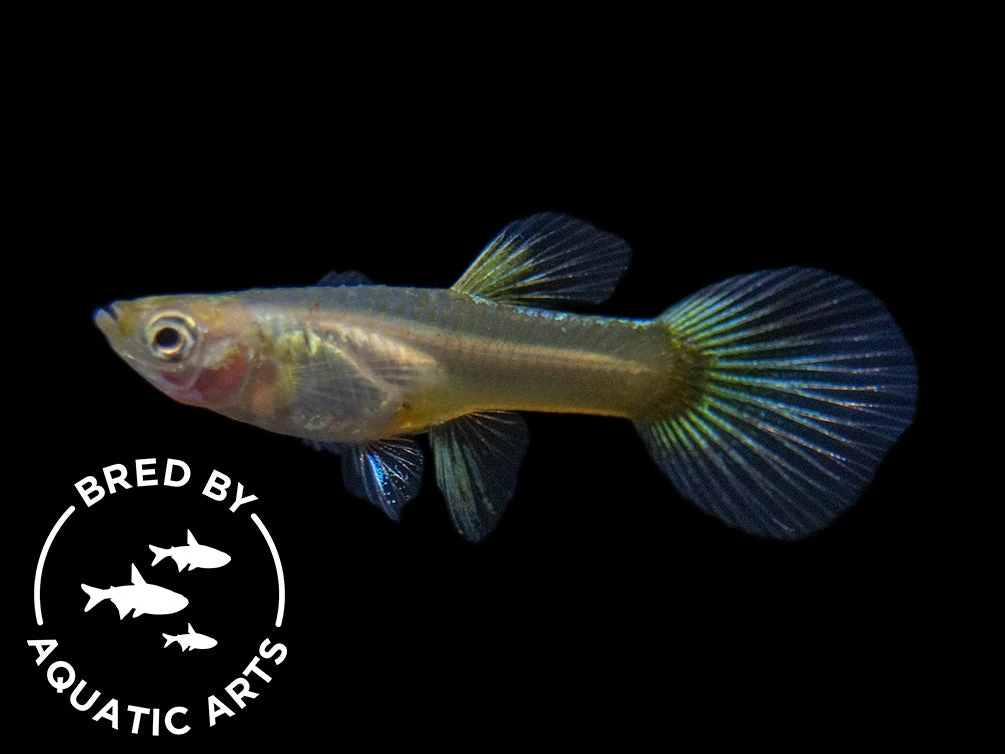 24K Gold Ribbon Guppy (Poecilia Reticulata), BREDBY: Aquatic Arts - Image 10