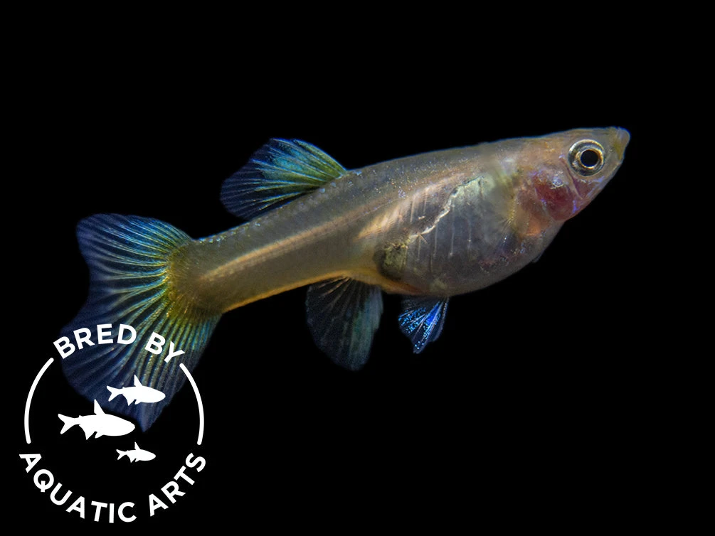 24K Gold Ribbon Guppy (Poecilia Reticulata), BREDBY: Aquatic Arts - Image 6