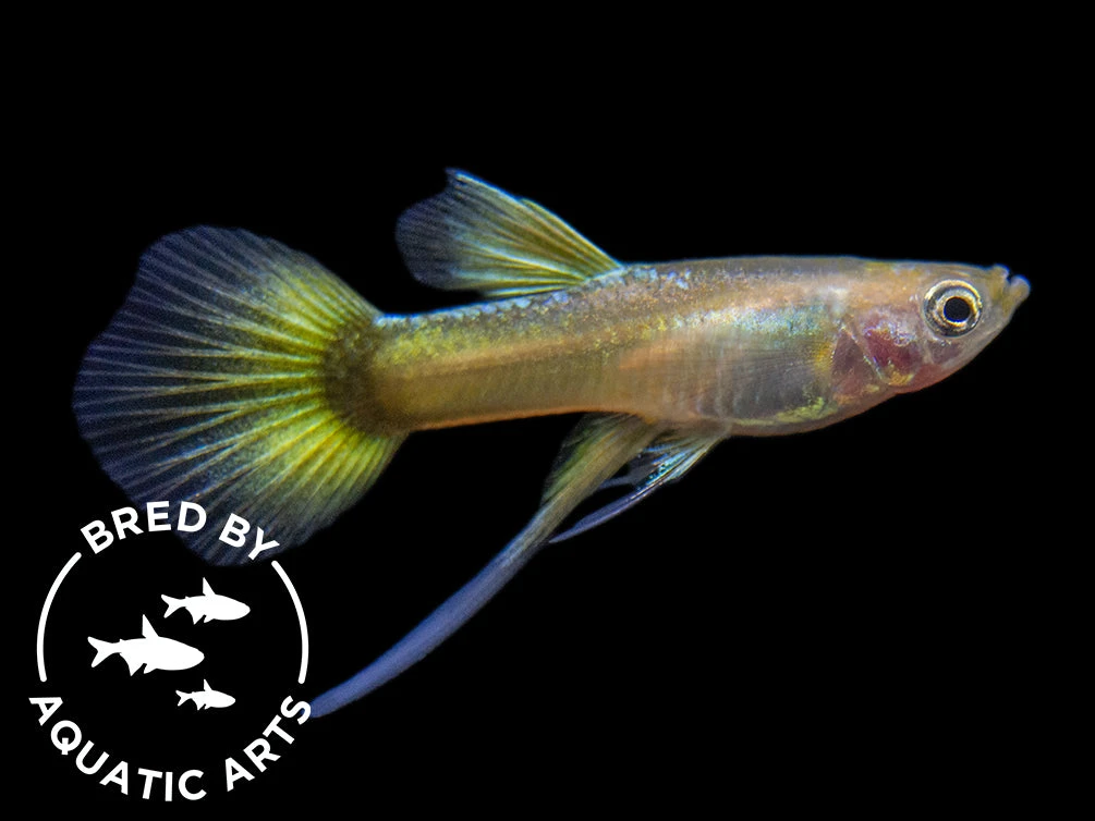 24K Gold Ribbon Guppy (Poecilia Reticulata), BREDBY: Aquatic Arts - Image 11