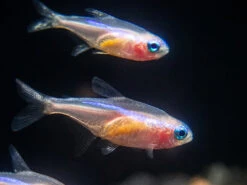Gold Neon Tetra (Paracheirodon Innesi - Gold Variant), USA Bred