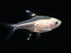 Golden X-Ray Tetra (Pristella Maxillaris), Tank Bred