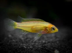Golden Agassizi's Dwarf Cichlid (Apistogramma Cf. Agassizii "Golden") - TANK-BRED!!!
