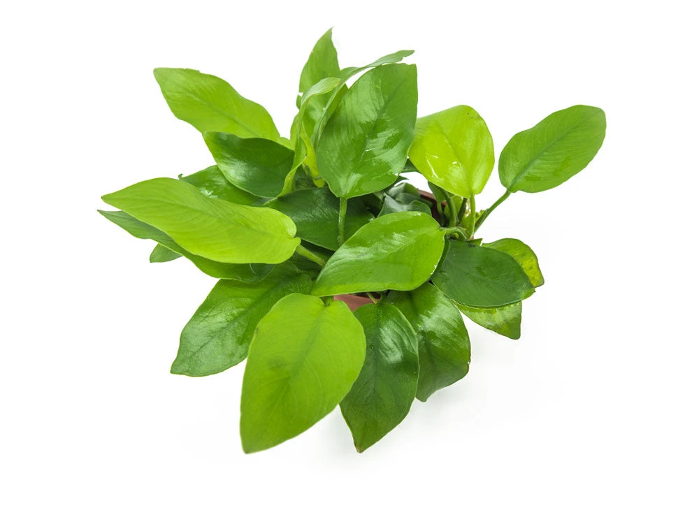 Golden Anubias Nana (Anubias Barteri Var. “Golden Nana”), Bare Root - Image 4