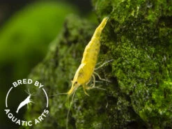 Golden Back Yellow Shrimp (Neocaridina Davidi), BREDBY: Aquatic Arts