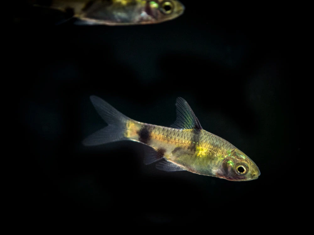 Golden Dwarf Barb (Pethia Gelius), Tank-Bred!!! - Image 2