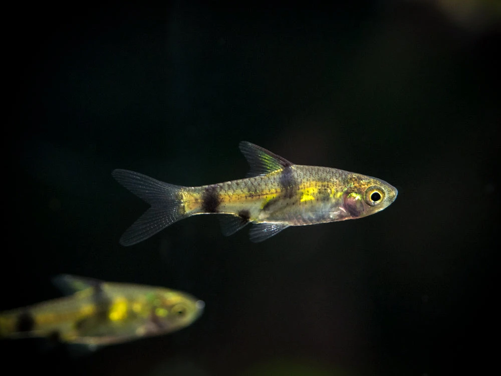 Golden Dwarf Barb (Pethia Gelius), Tank-Bred!!! - Image 4
