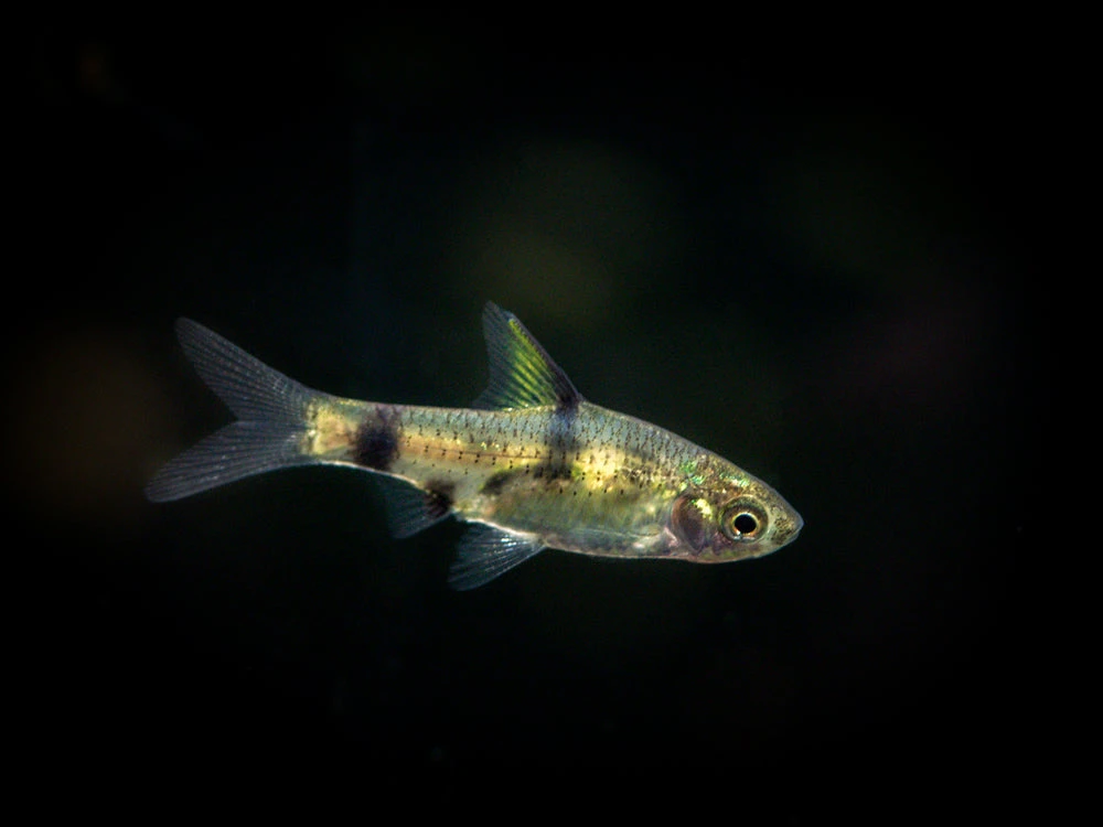 Golden Dwarf Barb (Pethia Gelius), Tank-Bred!!! - Image 6