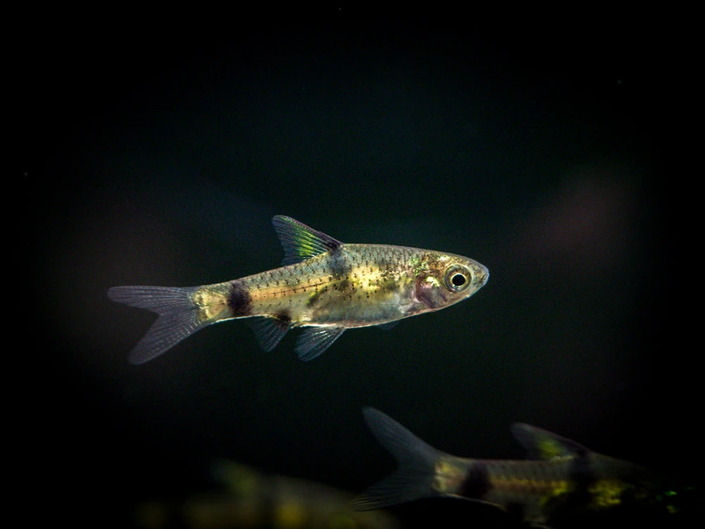 Golden Dwarf Barb (Pethia Gelius), Tank-Bred!!! - Image 7