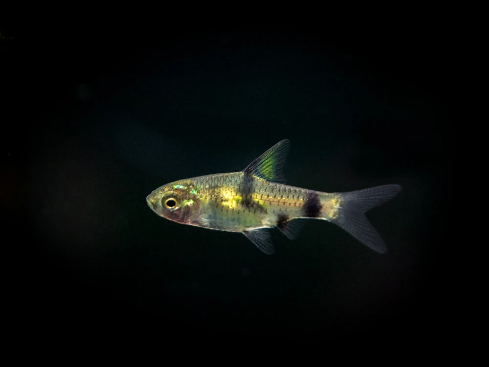 Golden Dwarf Barb (Pethia Gelius), Tank-Bred!!! - Image 3