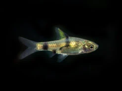 Golden Dwarf Barb (Pethia Gelius), Tank-Bred!!!