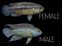 Golden Dwarf Cichlid (Nannacara Anomala), USA-Bred!