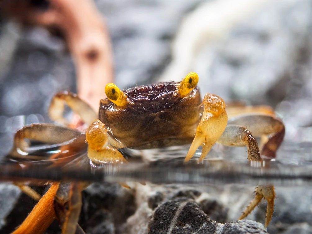 Golden Eye Vampire Crab (Geosesarma Bicolor) - Image 4