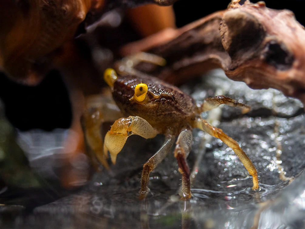 Golden Eye Vampire Crab (Geosesarma Bicolor) - Image 5