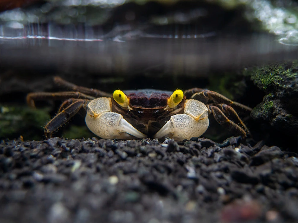 Golden Eye Vampire Crab (Geosesarma Bicolor) - Image 6