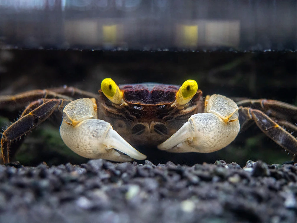 Golden Eye Vampire Crab (Geosesarma Bicolor)