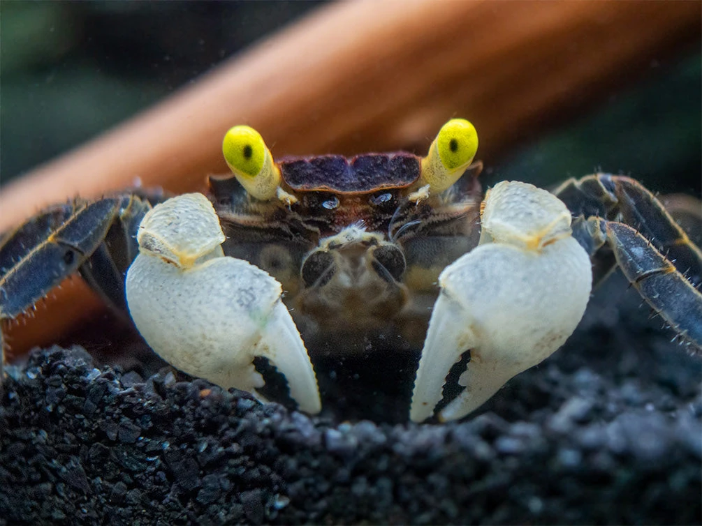 Golden Eye Vampire Crab (Geosesarma Bicolor) - Image 2