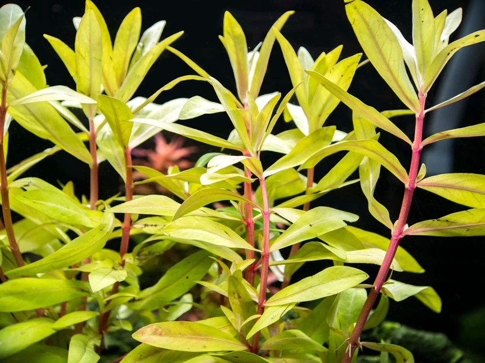 Golden Nesaea (Nesaea Pedicellata "Golden"), Bunch W/Lead - Image 7