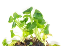 Golden Pothos (Epipremnum Aureum) Tissue Culture
