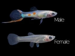 Golden Endler’s Livebearer (Poecilia Wingei), Tank-Bred!