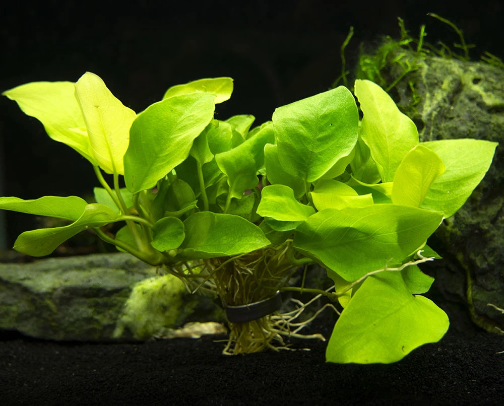 Golden Anubias Nana (Anubias Barteri Var. “Golden Nana”), Bare Root - Image 7